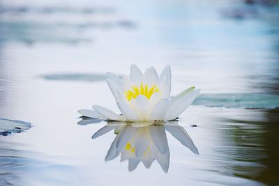 Close-up of white water lily in lake