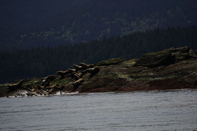 Scenic view of waterfall in forest