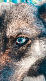 Close-up portrait of a dog