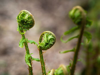 Close-up of fern bud
