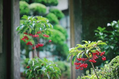 Close-up of red flowering plant