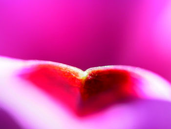 Close-up of pink rose