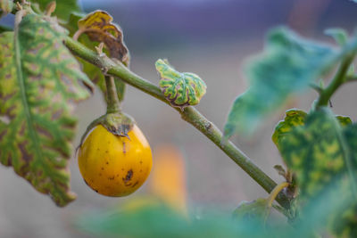 Close-up of fruits growing on tree