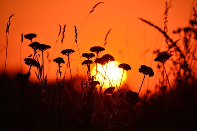 Close-up of silhouette plants on field against sky at sunset