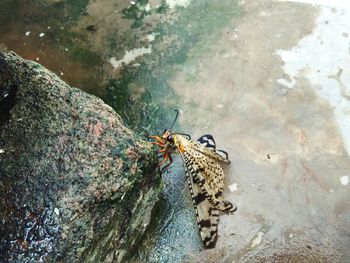 Close-up of turtle in water