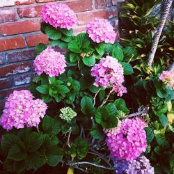 Close-up of pink flowers