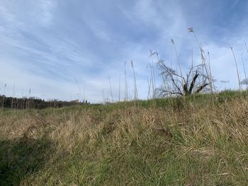 Plants on field against sky