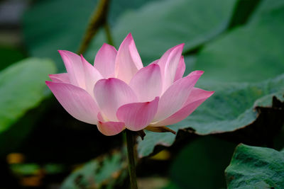 Pink lotus in the pond very fresh eyes when looking.