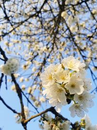 Low angle view of cherry blossom tree