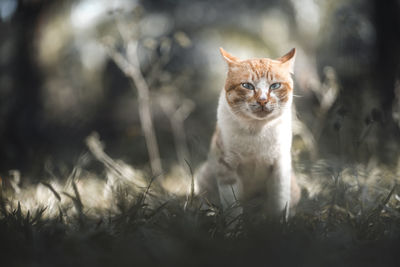 Cat sitting on a field