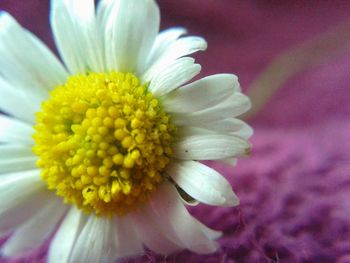 Close-up of daisy flowers