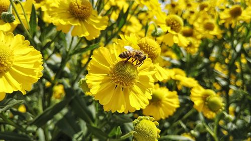 Close-up of bee on yellow flowers