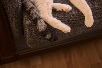 High angle view of cat on table