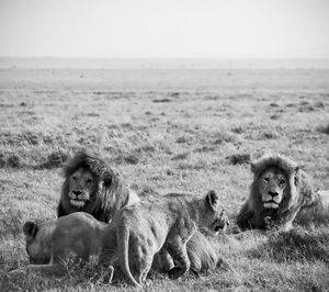Lion sitting on field