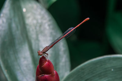 Close-up of red chili peppers on plant