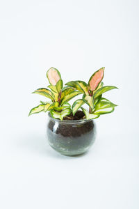 Close-up of potted plant against white background