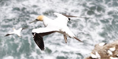 High angle view of bird flying against sea
