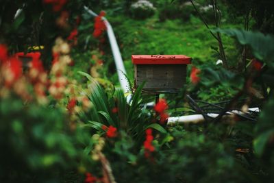 Close-up of red flowering plant in field