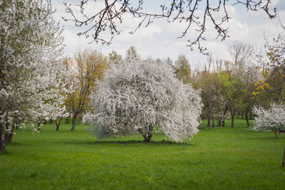 Trees on grassy field during autumn