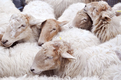 Close-up of sheep