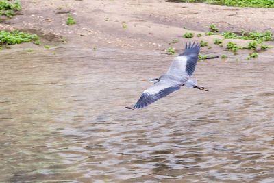 Bird flying over water