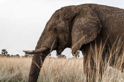 Side view of elephant on field against sky