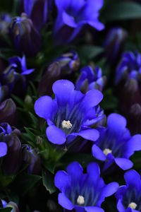 Close-up of purple flowers blooming outdoors