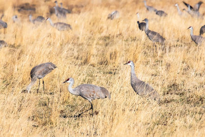 Flock of birds on field