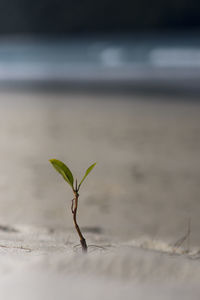 Close-up of plant against water