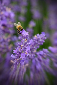 Close-up of bee on purple flower