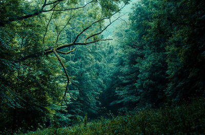 Trees in forest