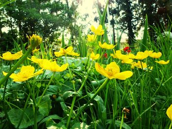 Yellow flowers blooming on field