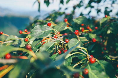 Close-up of red berries growing on tree