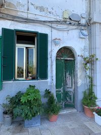 Potted plants on window of building