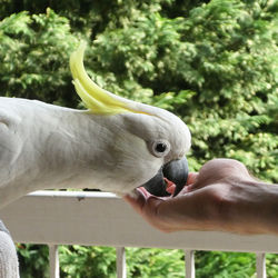 Close up of sulphur crested cockatoo bird feeding out of hand