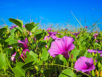 Close-up of pink flowering plants against blue sky