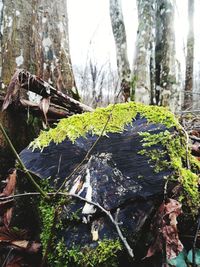 Close-up of tree trunk in forest