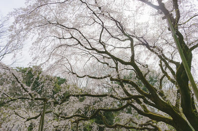 Tokyo scenery