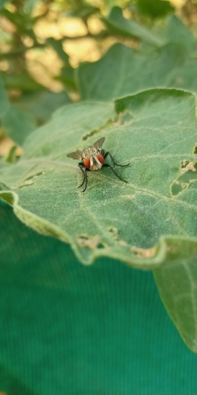 HIGH ANGLE VIEW OF GRASSHOPPER ON LEAF