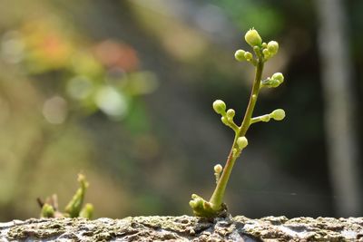 Close-up of flower buds growing outdoors