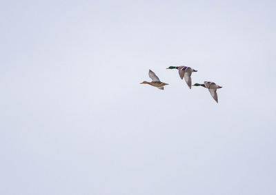 Low angle view of birds flying in the sky