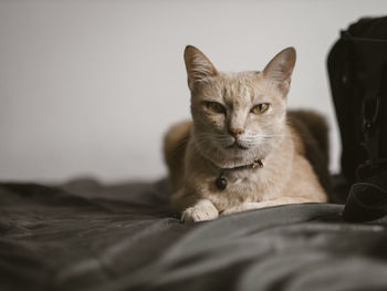 Portrait of a cat