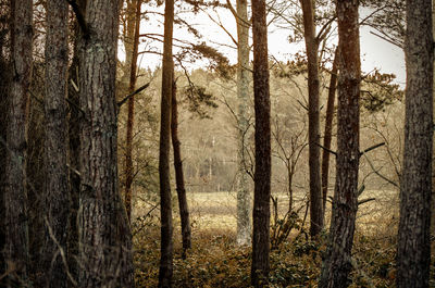 Trees in forest