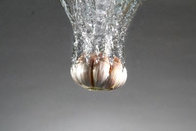 Close-up of jellyfish in water