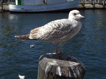 Bird perching on rippled water