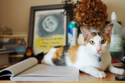Close-up portrait of cat