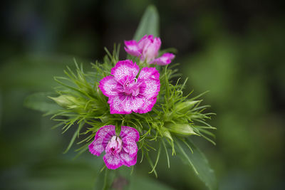 Close-up of pink flowering plant