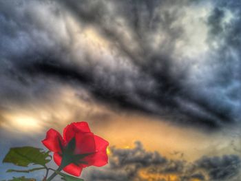 Close-up of red flowering plant against cloudy sky