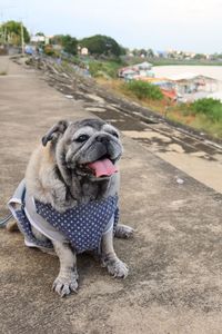 Portrait of a dog on road