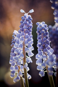Close-up of purple flowering plant